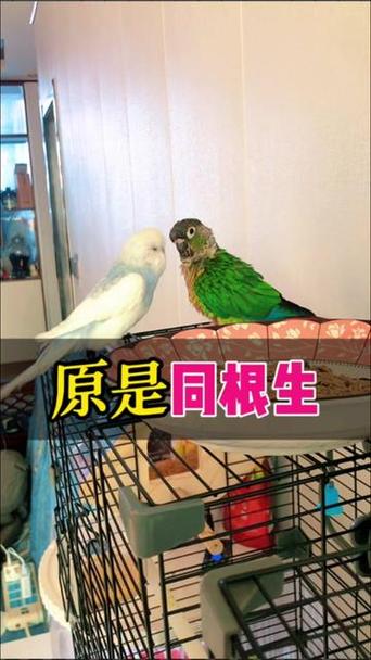 虎皮鹦鹉和小太阳鹦鹉混养