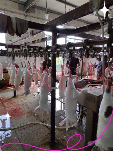 肉兔加工厂电话