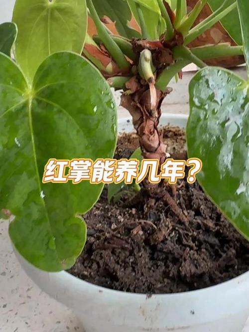 红掌最多能养几年