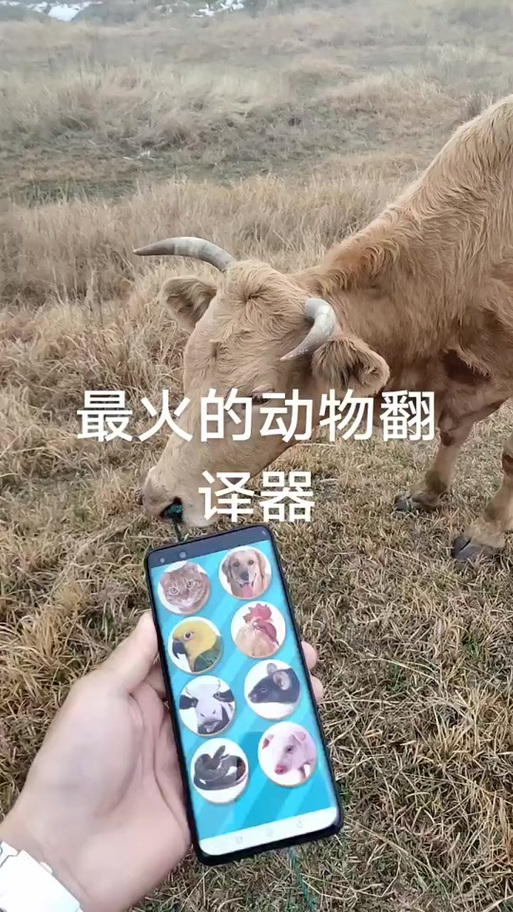 熊曰翻译