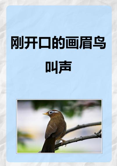 赞美鸟叫声的词语