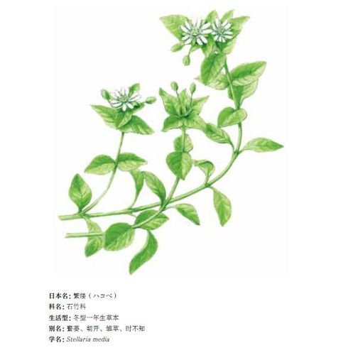 一只繁缕苏家小皇后截图2
