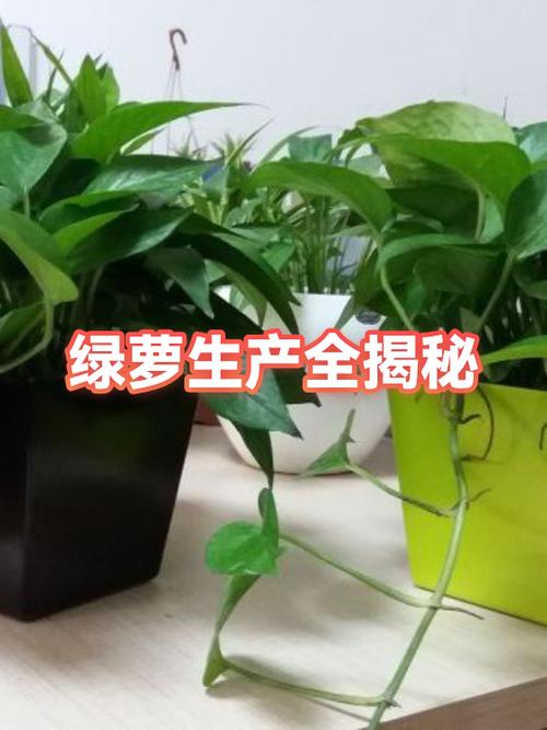 绿萝批发基地在哪里