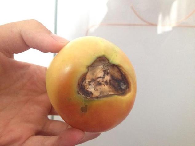 西红柿烂了一点还能炒菜吗