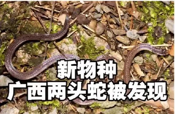 新物种广西两头蛇被发现