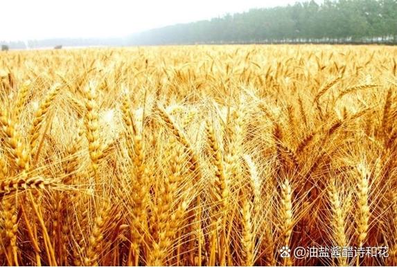 丰收从哪里来