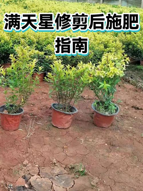 满天星全剪了后能活么