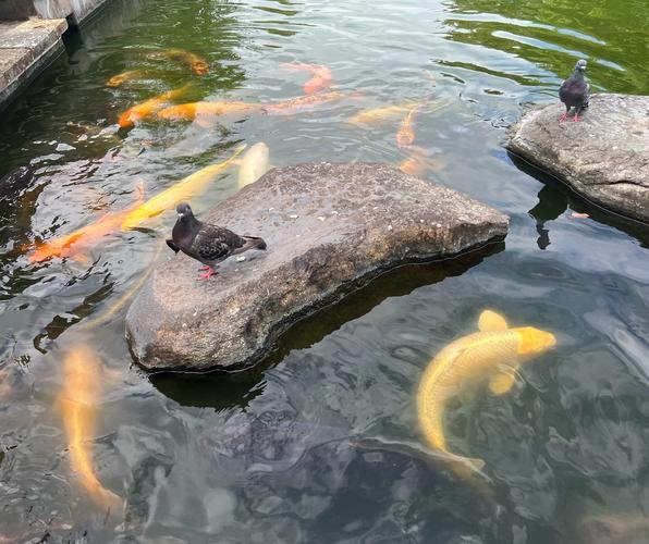 动物进入水池变颜色