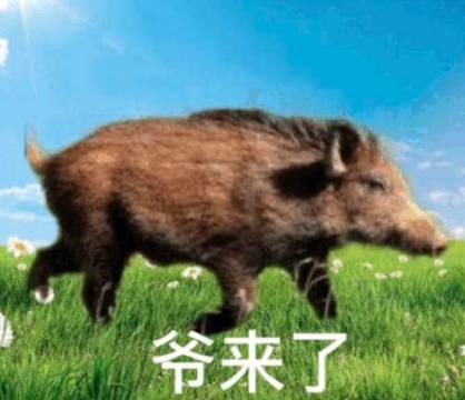 爷回来了表情包