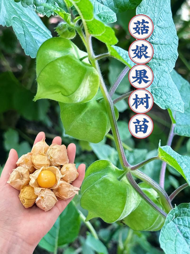 姑娘果盆栽用多大的盆