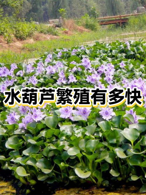 水生植物的繁殖方有几种