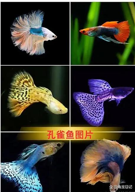 孔雀养殖条件和方法