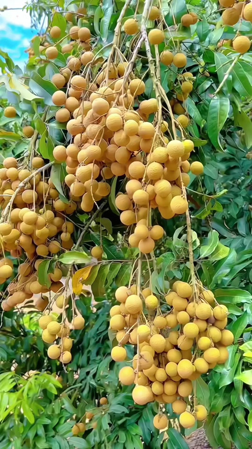 桂圆树长什么样子