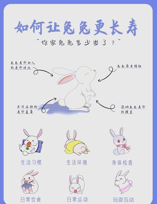 魔域兔子妮妮传承教程