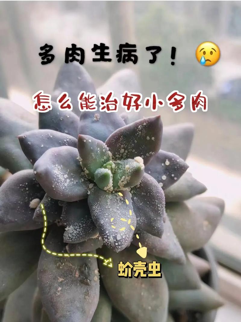 多肉生白色虫子怎么办图标