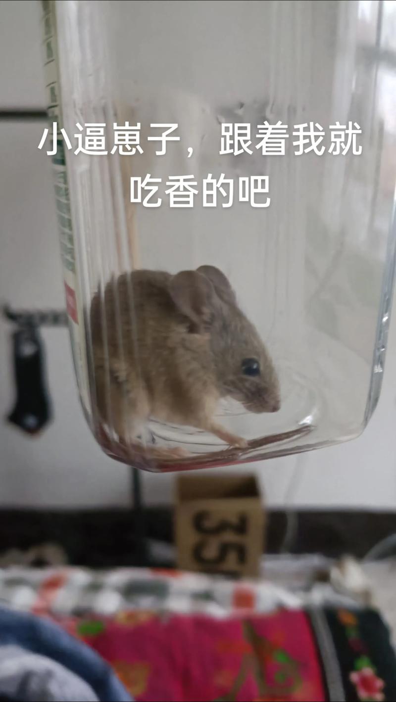 耗子大神破解91
