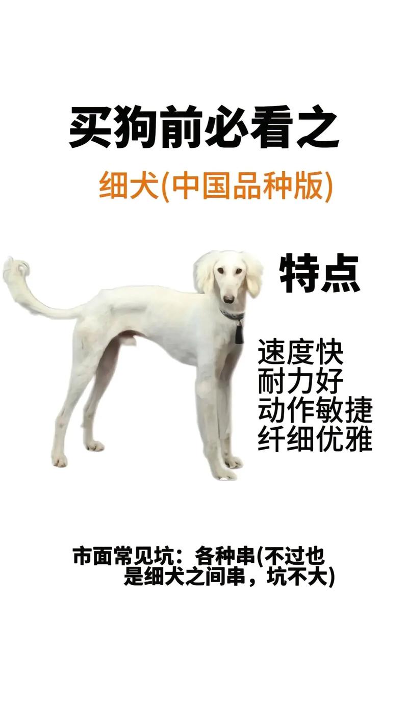 细狗小怪兽高清免费看