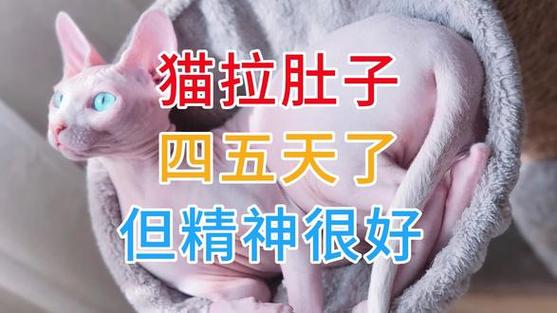 猫咪腹泻但是精神很好