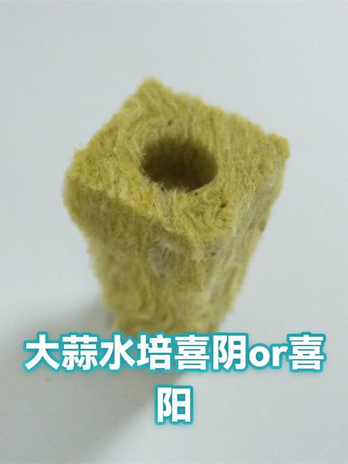 大蒜喜阴还是喜阳