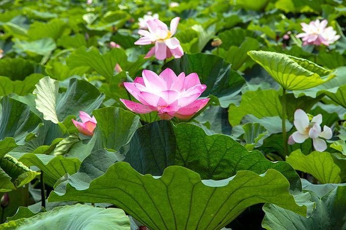 春韵莲香笔趣阁