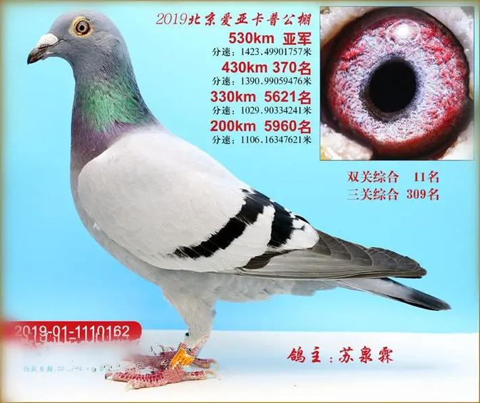 鸽江湖赛鸽查询