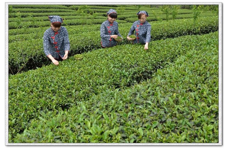 高娃子达州凤凰山下截图3