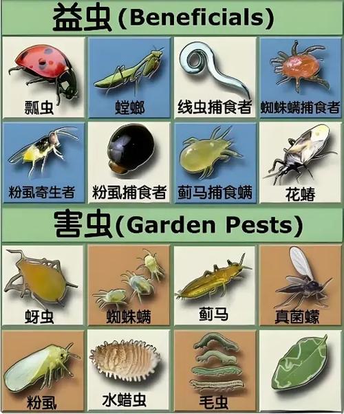 十大最常见的益虫