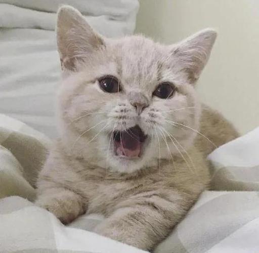 猫猫喵喵叫