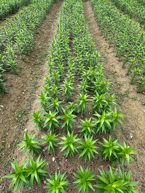 百合花的种植和养殖方法