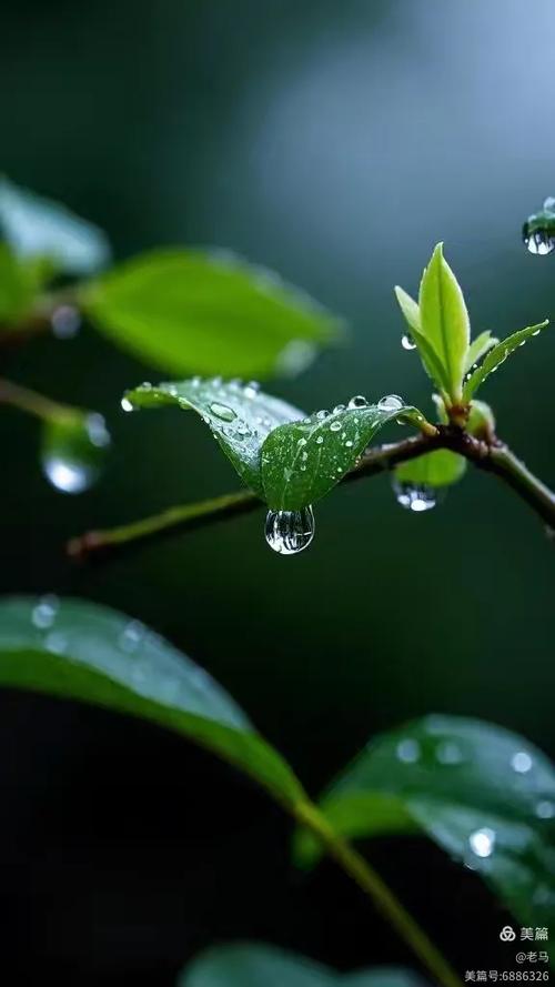 漂亮的春雨图片