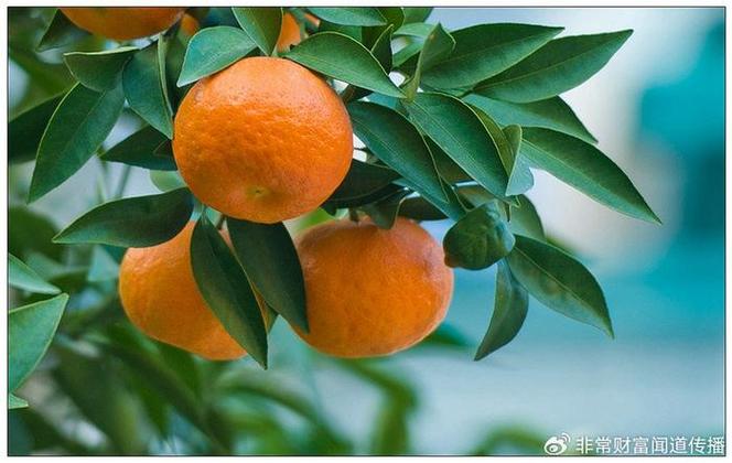 吃桔子会尿多吗