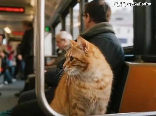 做公交车可以带猫嘛截图3