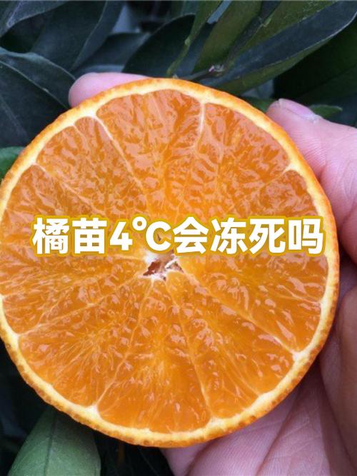 橘子生孩子快生了截图2