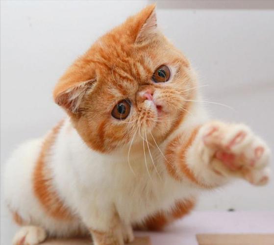 加菲猫的平均寿命是多少年