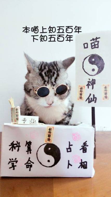 猫丢了简单占卜法
