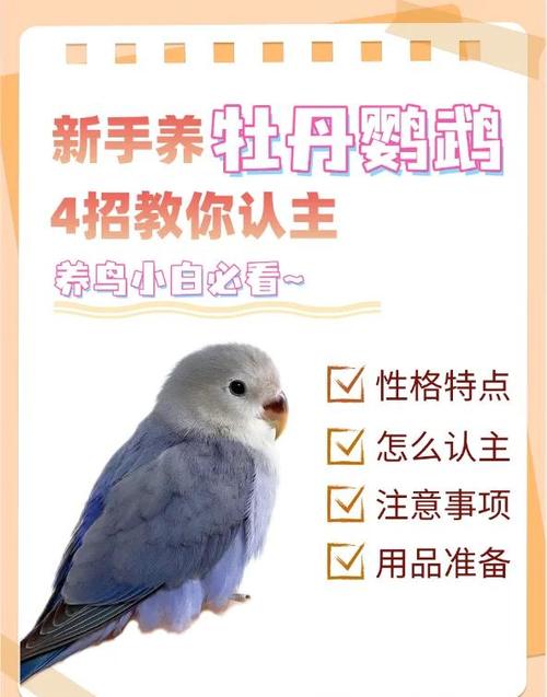 养鹦鹉新手入门必知