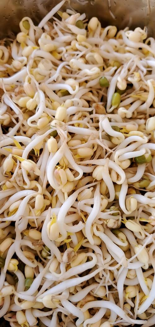 笨豆芽为什么叫笨豆芽