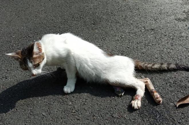 猫的后腿突然瘫痪了