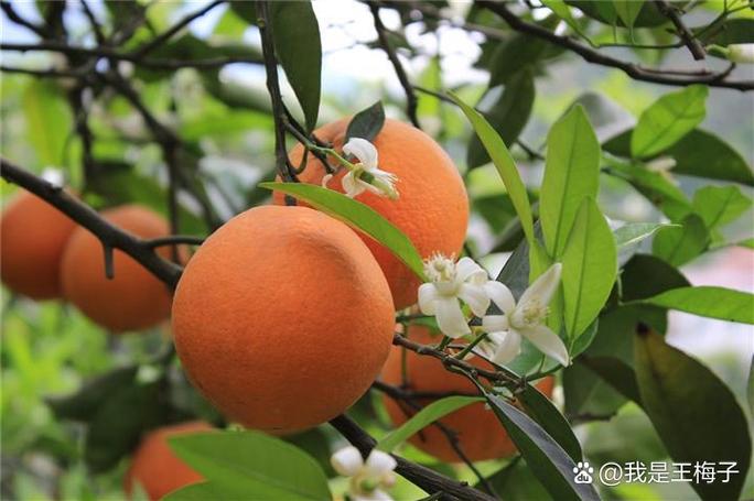 屁股开花橙子
