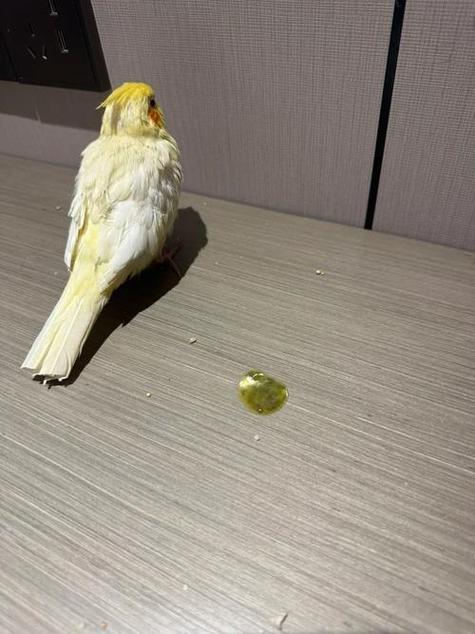 鹦鹉瘫痪是什么情况