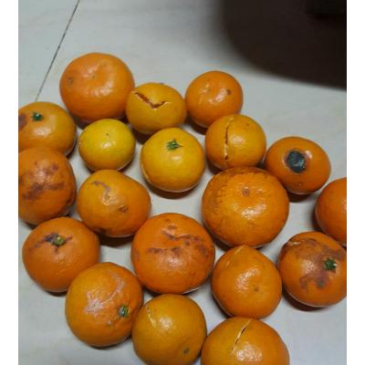 烂橘子官网