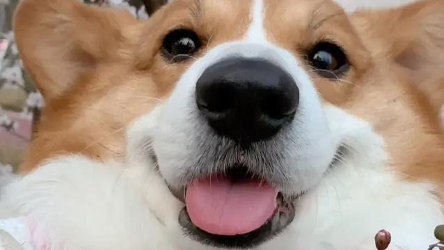 原始埃及猫