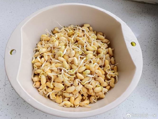 家常生黄豆芽的方法