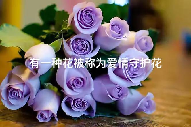 守护花的花语