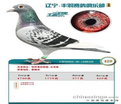 各地公棚中国信鸽网