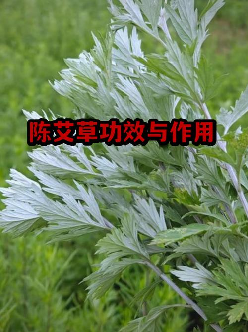 艾叶时间越久越好吗