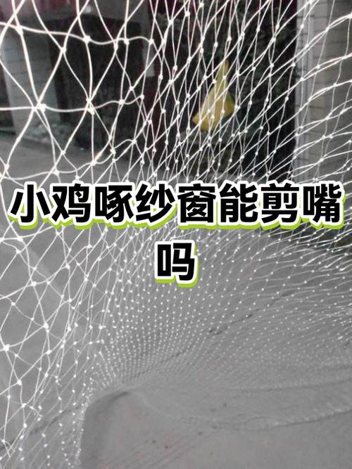 小鸡切嘴什么时候最佳