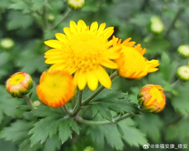 路边的小菊花叫什么