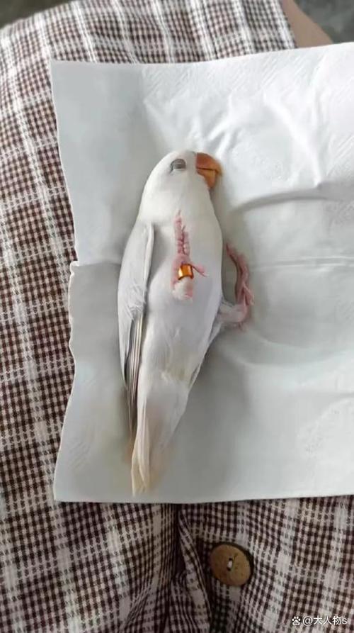 家里飞来一只白色鹦鹉