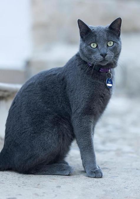 纯种蓝猫图片